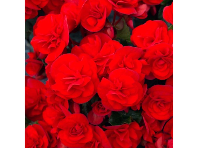 begonia sunbrero red mini mottes 15684 1