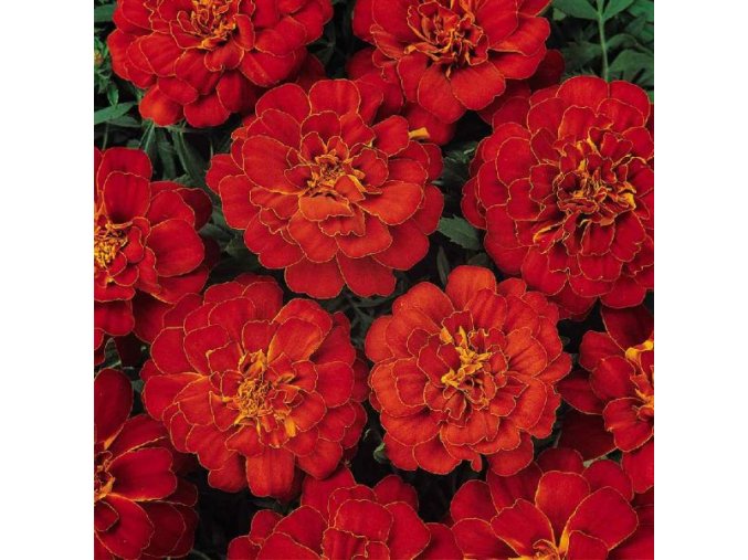 tagetes patula durango red1 600x600