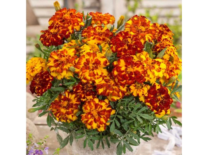 marigold french tagetes patula durango bolero 3 750x750