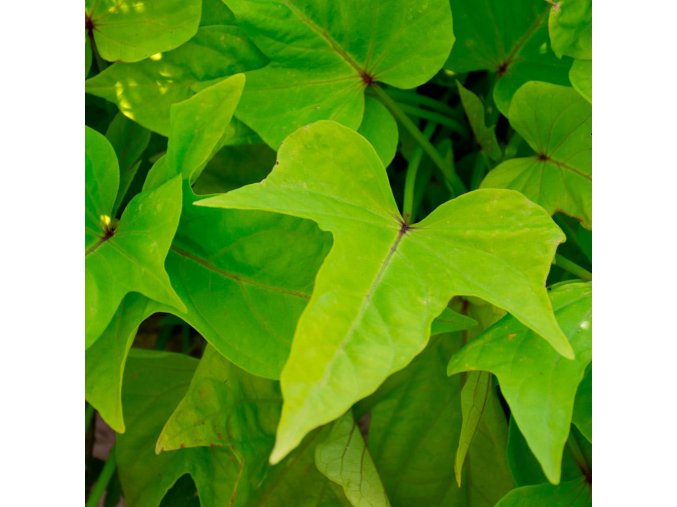 Ipomoea-Ipomea Solar Power Lime Heart