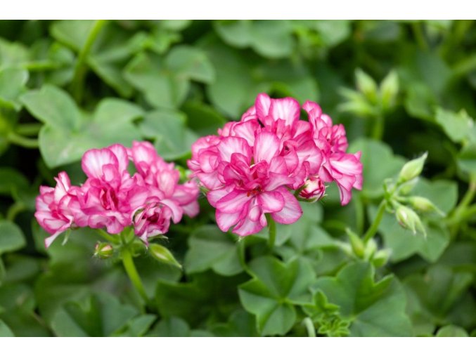 pelargonium mexica amy 2