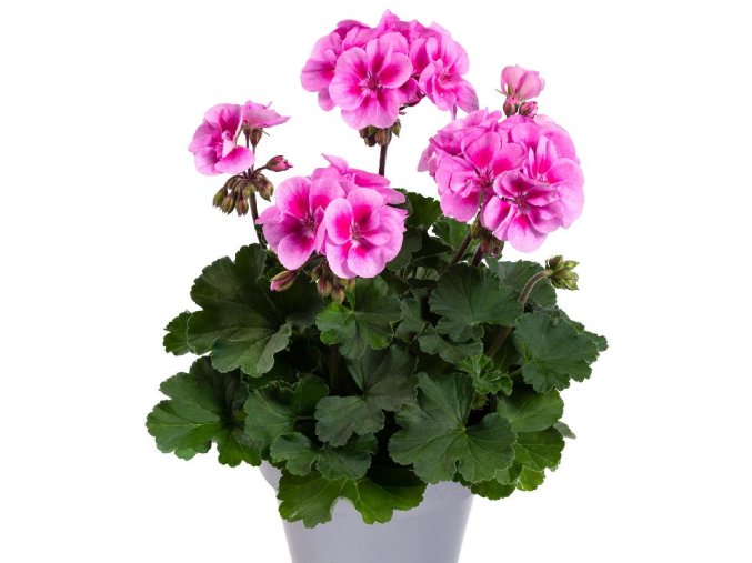 pelargonium bellinda 2