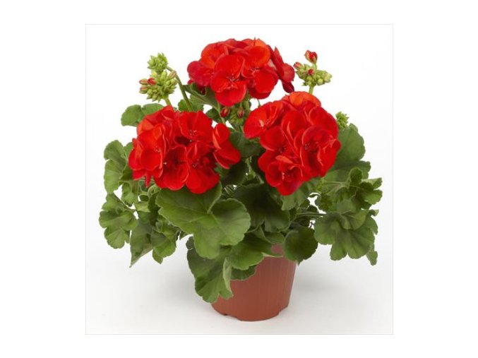 pelargonium victor2 4 2