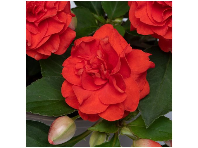 Impatiens Glimmer Bright Red 0014358 3 46089