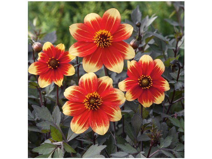 Dahlia Happy Days Red Yellow Bicolour 0011932 59083