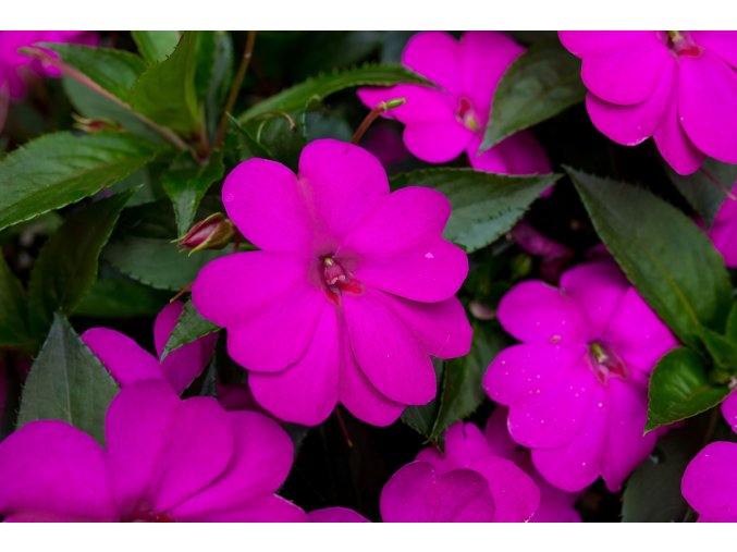 Impatiens New Guinea SunPatiens® Compact Lilac©Florensis 2