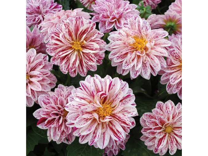 Dahlia Dahlietta Surprise Paula 0015159 4 06700