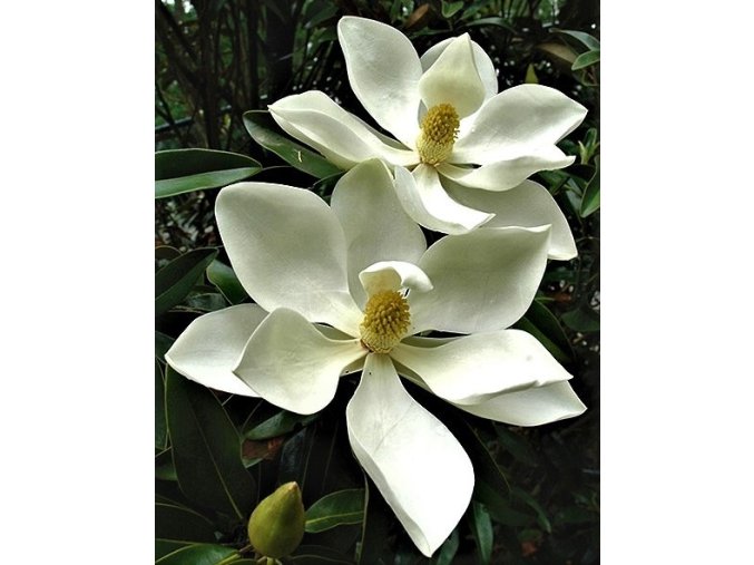 magnolia alta xx