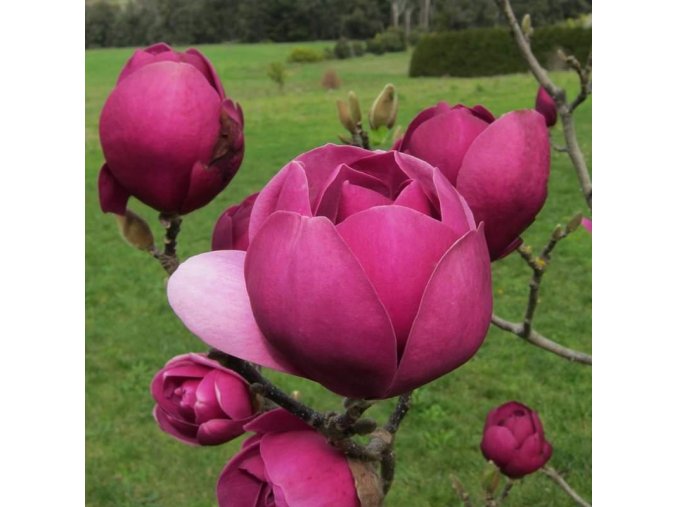 Magnólia Black Tulip