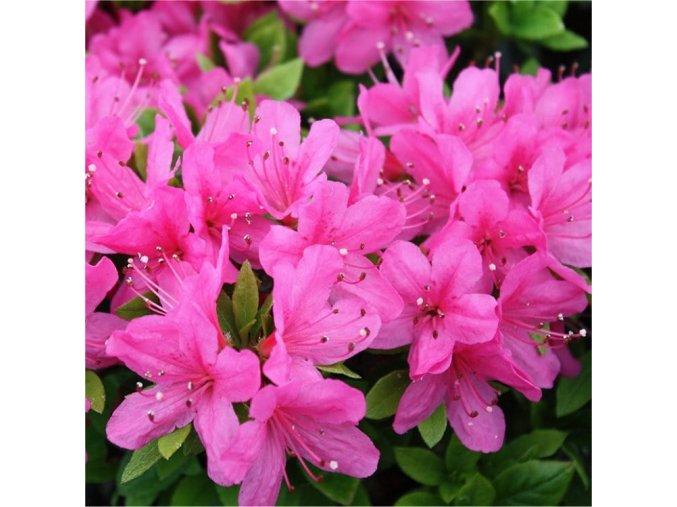 Azalia japonska Tornella