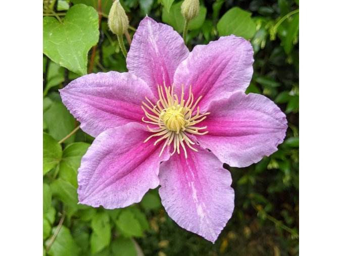 Clematis Piilu
