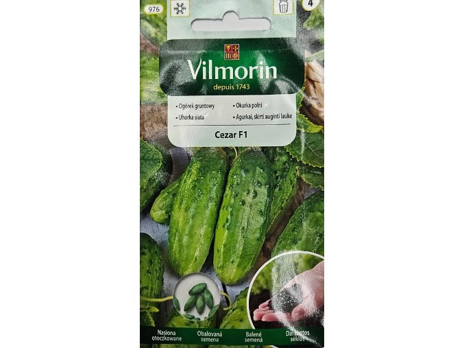 Uhorka Cezar F1 Vilmorin