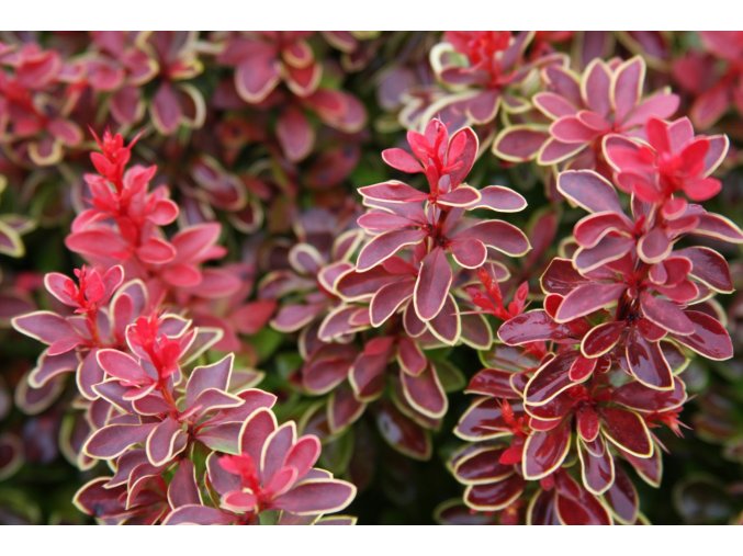 Berberis Admiration wd 1300x1300