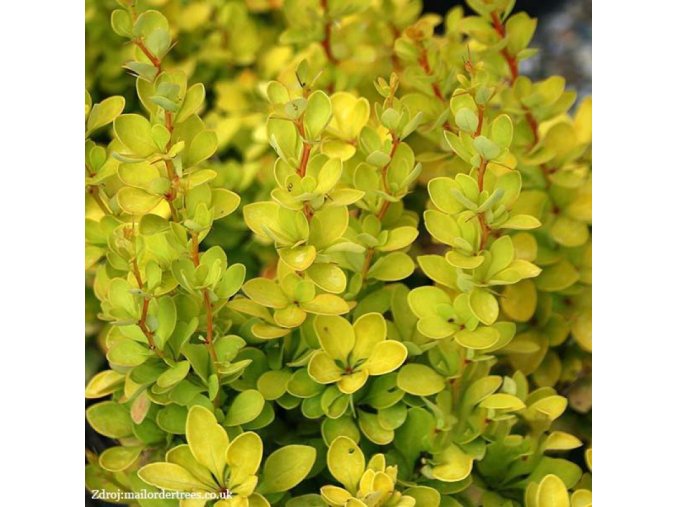 Berberis Maria mailordertrees.co.uk 800x800