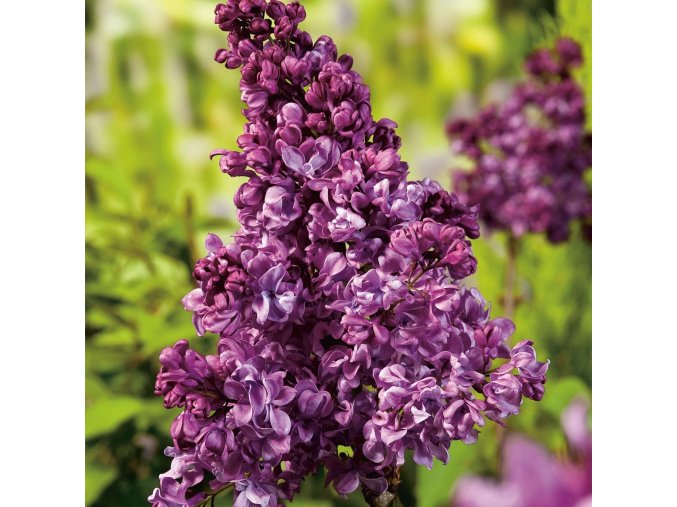 syringa vulgaris mrs edward harding lilac 1a2