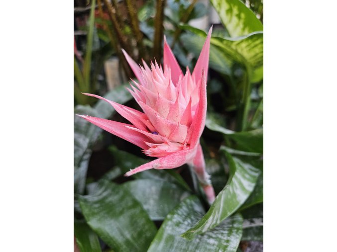 Aechmea Fas Primera