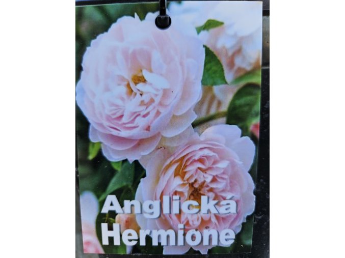 Ruža anglická Hermione 3l