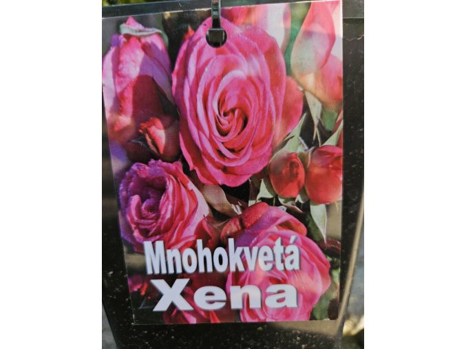 Ruža mnohokvetá Xena 3l