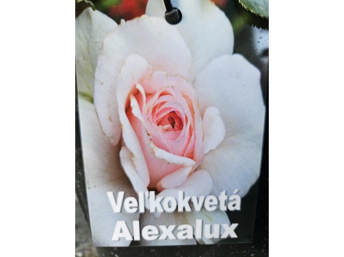 Ruža veľkokvetá Alexalux