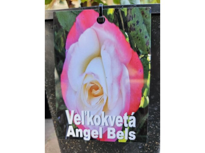 Ruža veľkokvetá Angel Bels