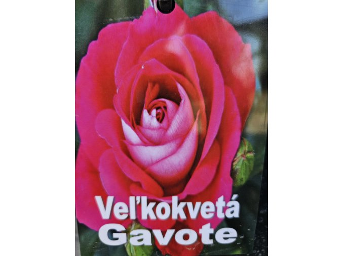 Ruža veľkokvetá Gavote 3l