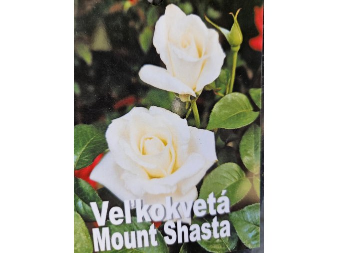 Ruža veľkokvetá Mount Shasta 3l