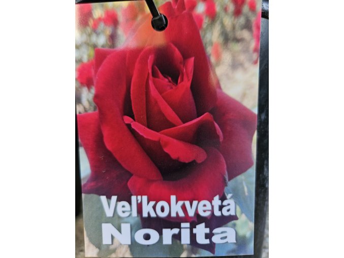 Ruža veľkokvetá Norita