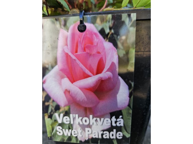 Ruža veľkokvetá Sweet Parade 3l