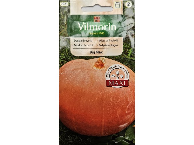 Tekvica Big Max Vilmorin