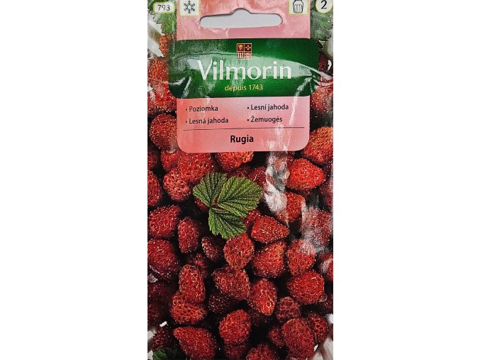 Jahoda lesná Rugia Vilmorin