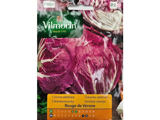 Čakanka šalátová Rouge de Vérone