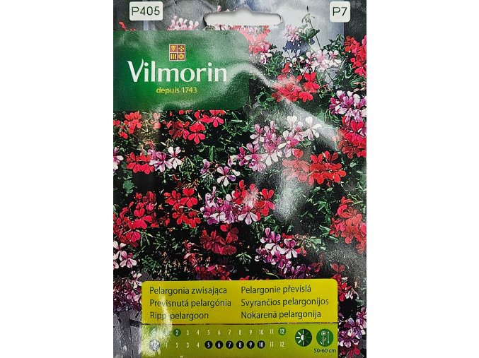 Pelargónia previsnutá Vilmorin