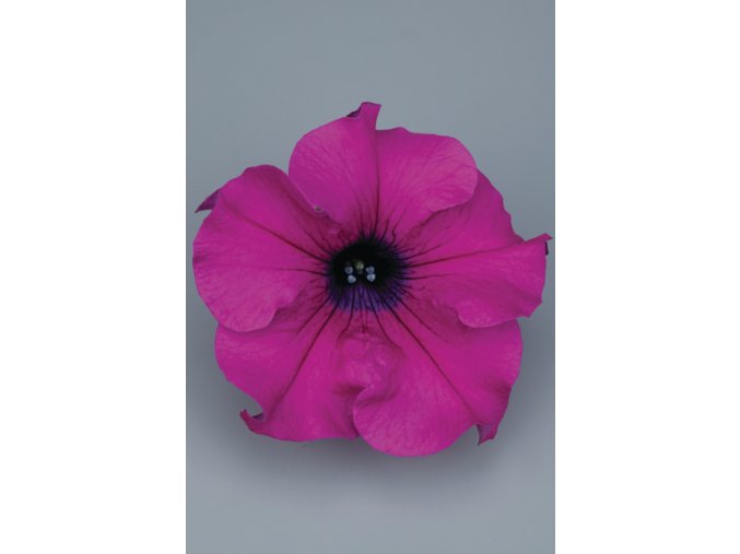 Petunia grandiflora Surfinia Giant Purple 13835 1