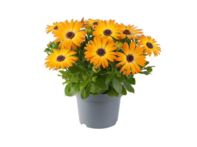 Osteospermum ecklonis Dalina Special Sunshine Beauty 36137 7