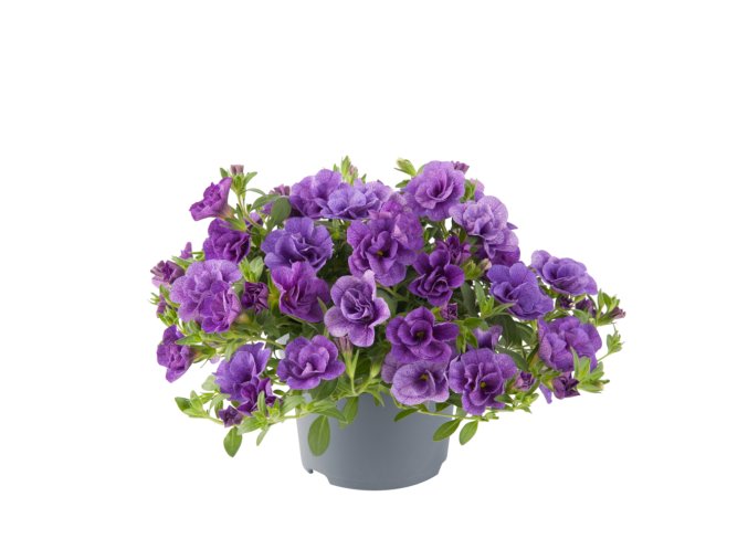 Calibrachoa parviflora Cabaret Double Blue 37007 2