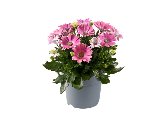 Osteospermum ecklonis Dalina Dolores 35937 3