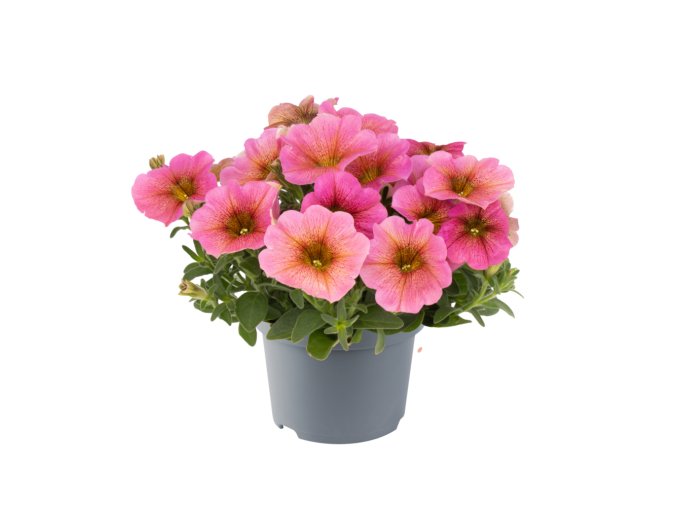 Petchoa interspecific BeautiCal Sunray Pink 35724 6