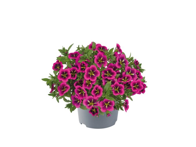 Calibrachoa parviflora Cabaret Early Good Night Kiss 35889 8