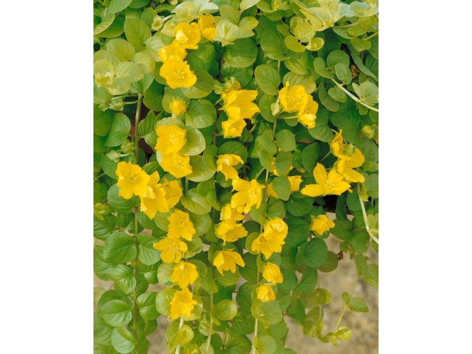 Čerkáč Goldilocks SP1503