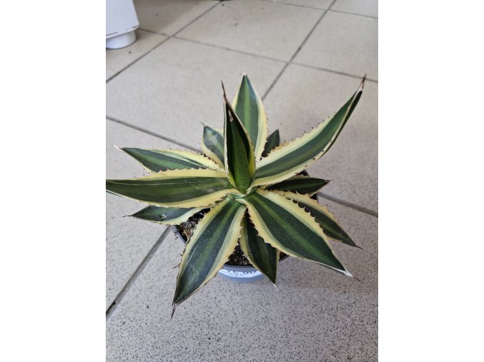 Agáve Lophanta quqdricolor
