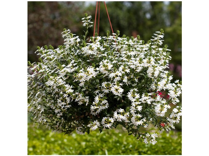 Scaevola Surdiva Snow Blanket 0014397 91638