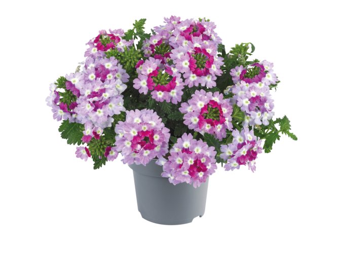 Verbena peruviana Venturi Bicolour Purple 36299 7