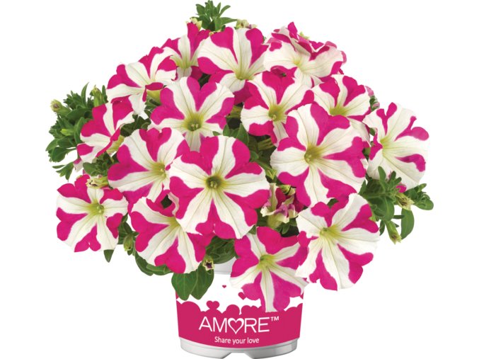 Petunia grandiflora Amore Pink Heart 36285 4