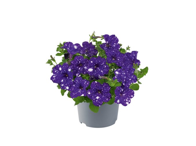 Petunia grandiflora Dolly Dots Virgo 35243 5
