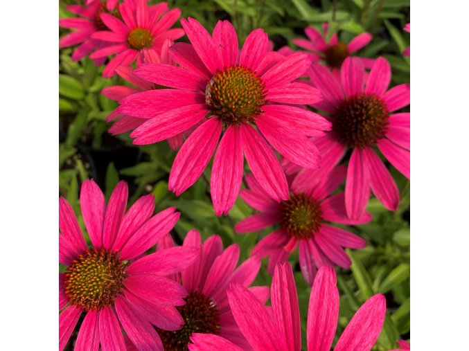 echinacea glowing dream