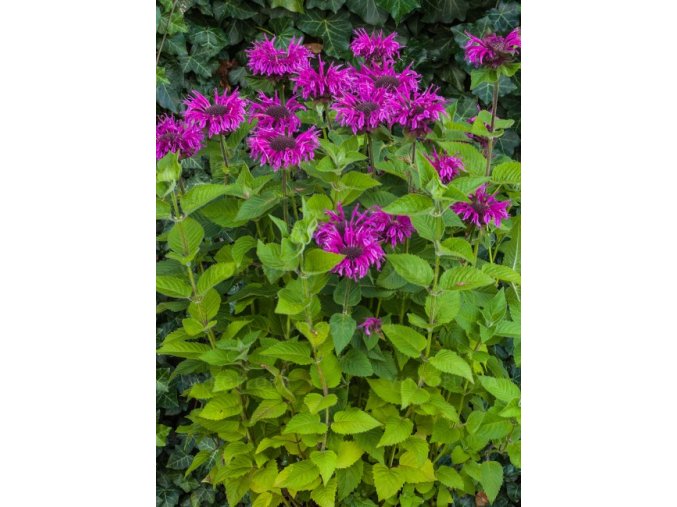 monarda bee free 74283 2
