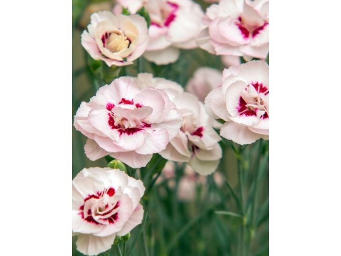 dianthus plumarius angel of virtue