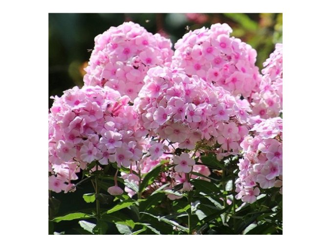 phlox paniculata flame pro pink pop floks wiechowaty