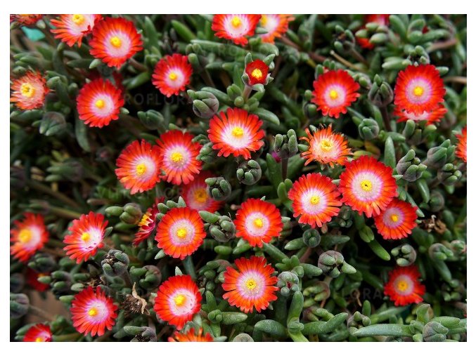 delosperma jewel of desert grenade 78168 2