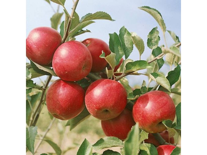 malus domestica jablon jonathan m26 600x600
